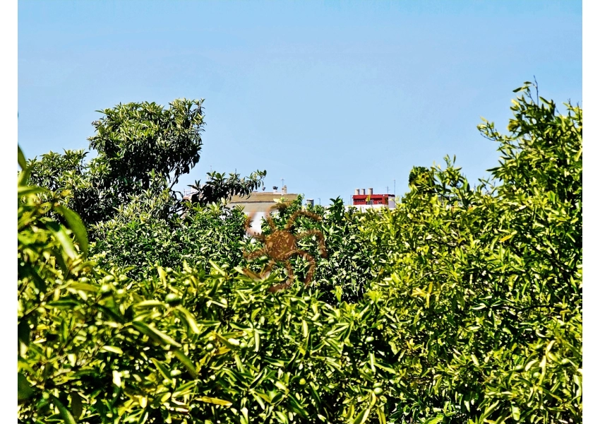 Sad mandarynkowy 2400 m2 Cullera, Walencja